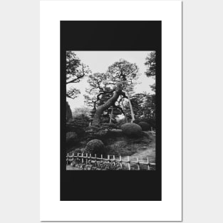 Black and White Shot of Old Trees in Japanese Garden Posters and Art